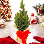 Brad natural ambalat de cadou