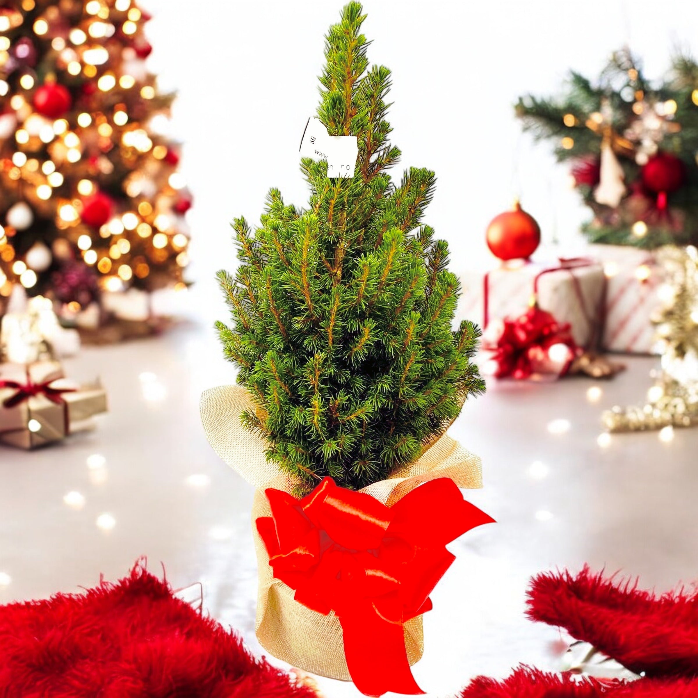 Brad natural ambalat de cadou