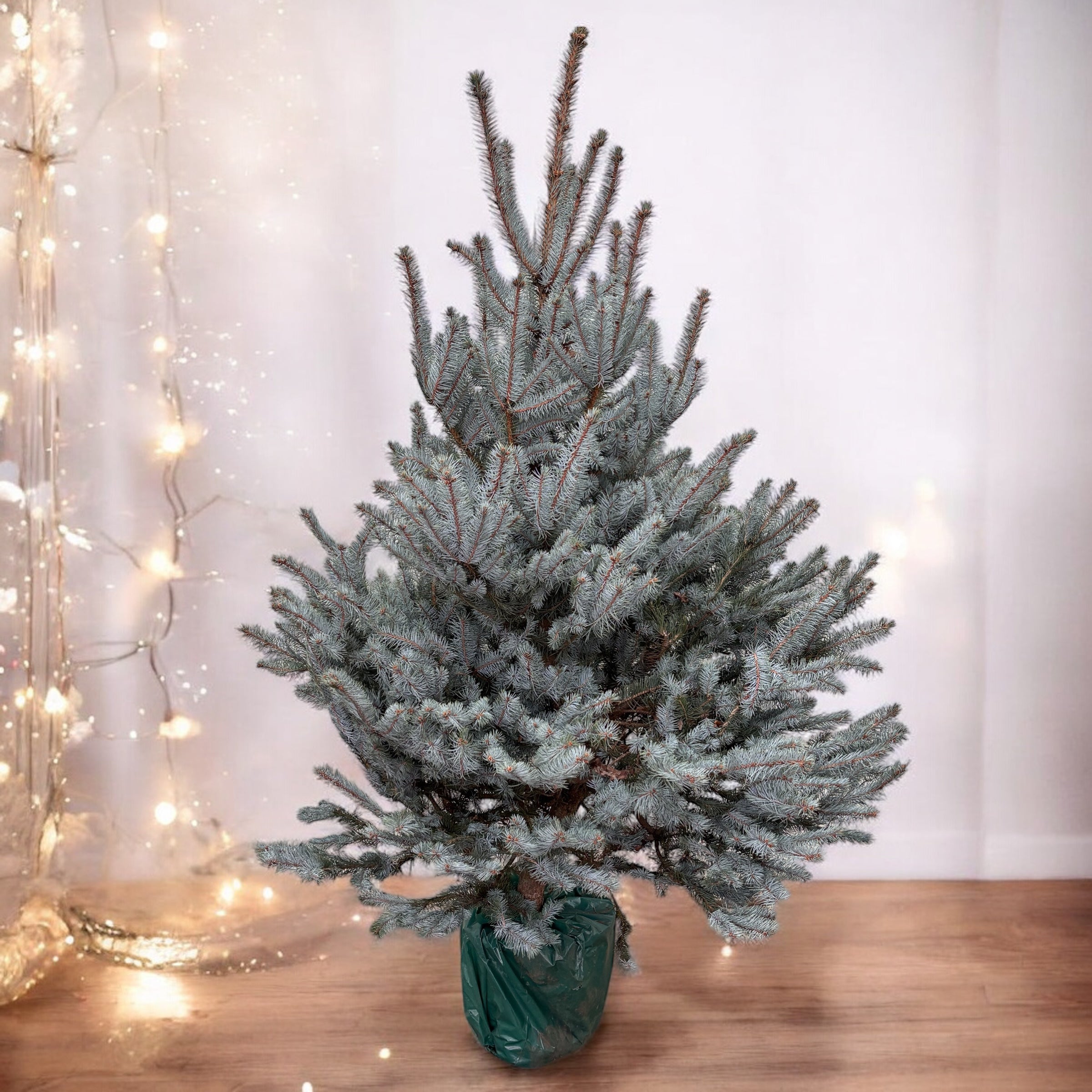 Brad argintiu in ghiveci - Picea pungens 'Blue Diamond' H180-200 cm