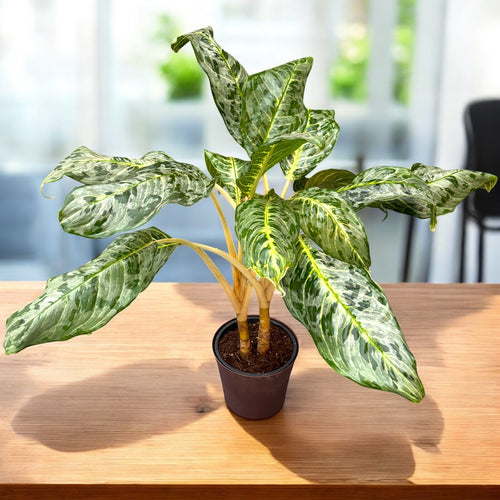 Aglaonema 'Peacock' – feuillage tropical au motif spectaculaire, en ve –  Secret Garden Plant Shop