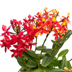 Epidendrum radicans - unikátny exemplár (2 farby)