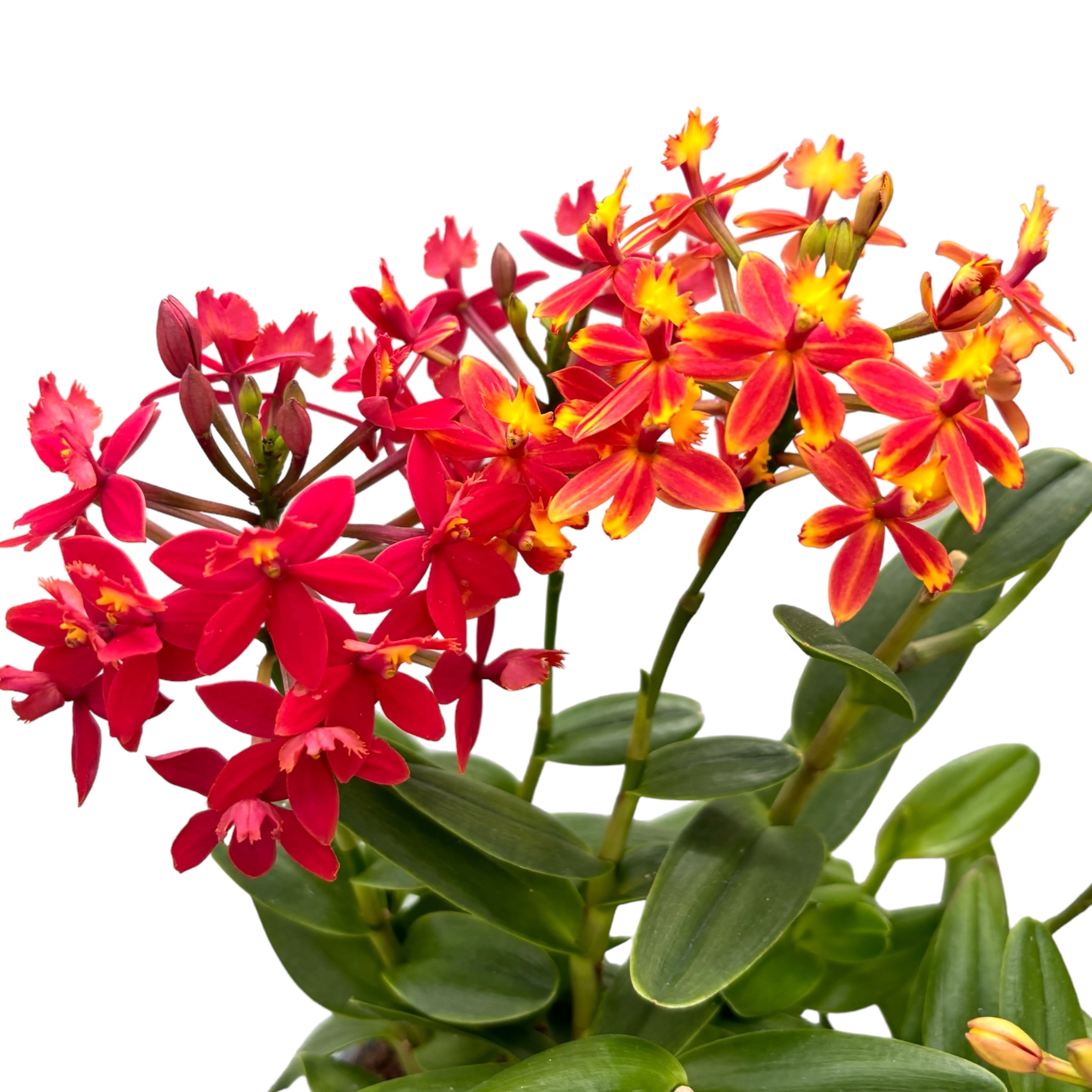 Epidendrum radicans - unikt exemplar (2 färger)