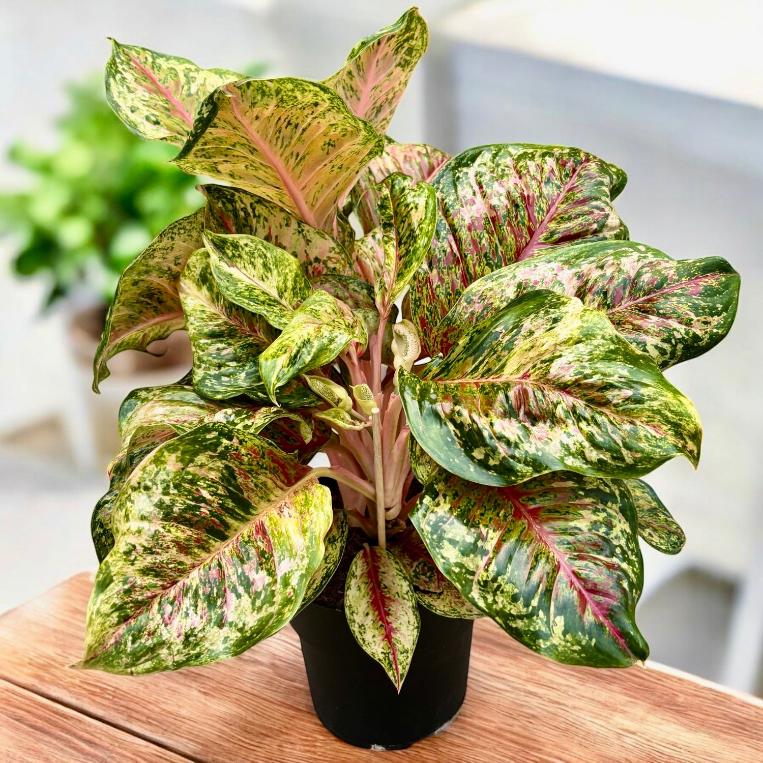 Aglaonema ‘Carnival Queen’ - explozie tropicala de culoare, varianta XL