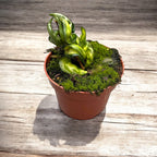 Hoya compacta 'Mauna Loa' (variegata) - flori parfumate