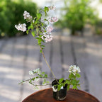 Deutzia x hybrida 'Mont Rose'