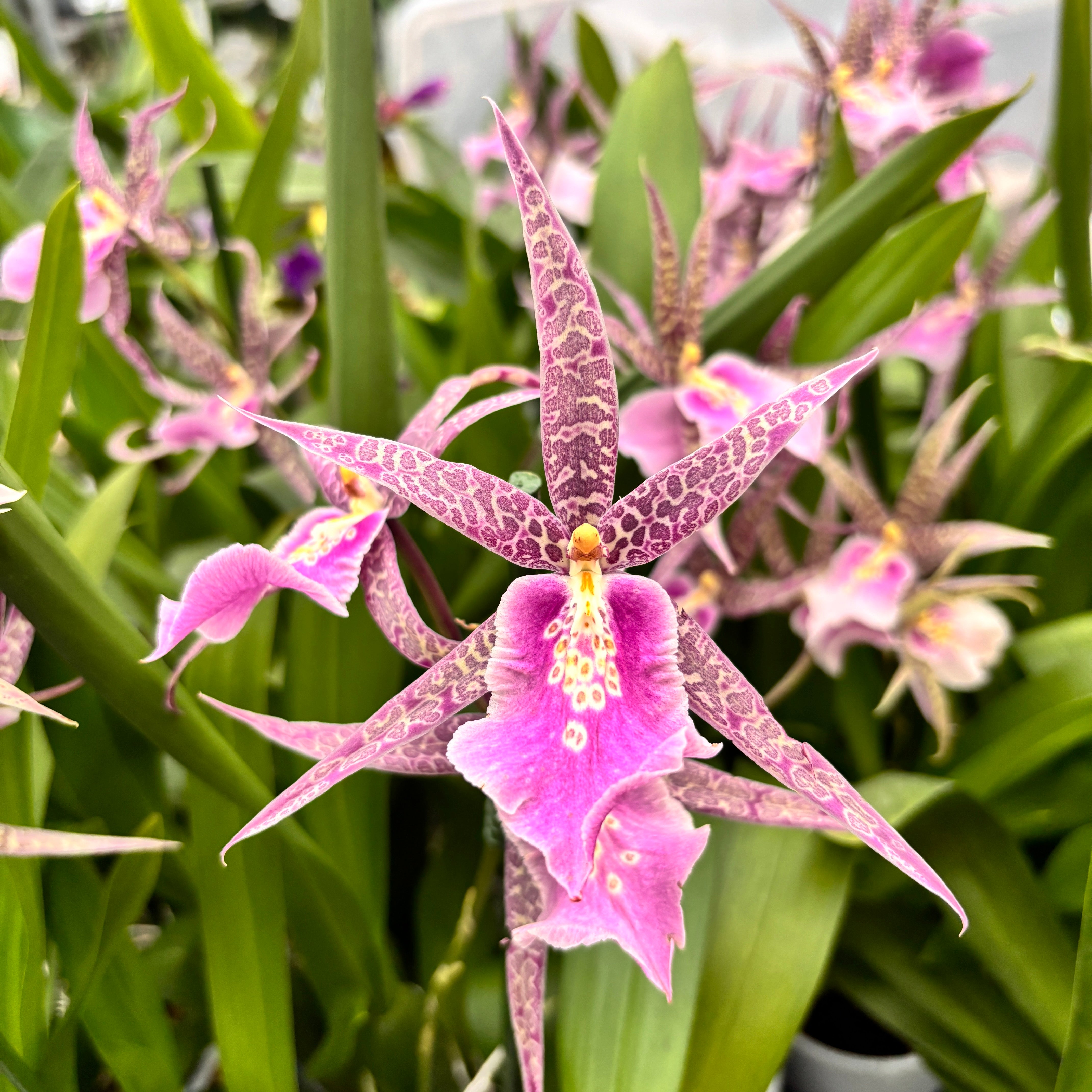 Miltassia Charles M Fitch 'Izumi' AM/AOS parfumata – Secret Garden