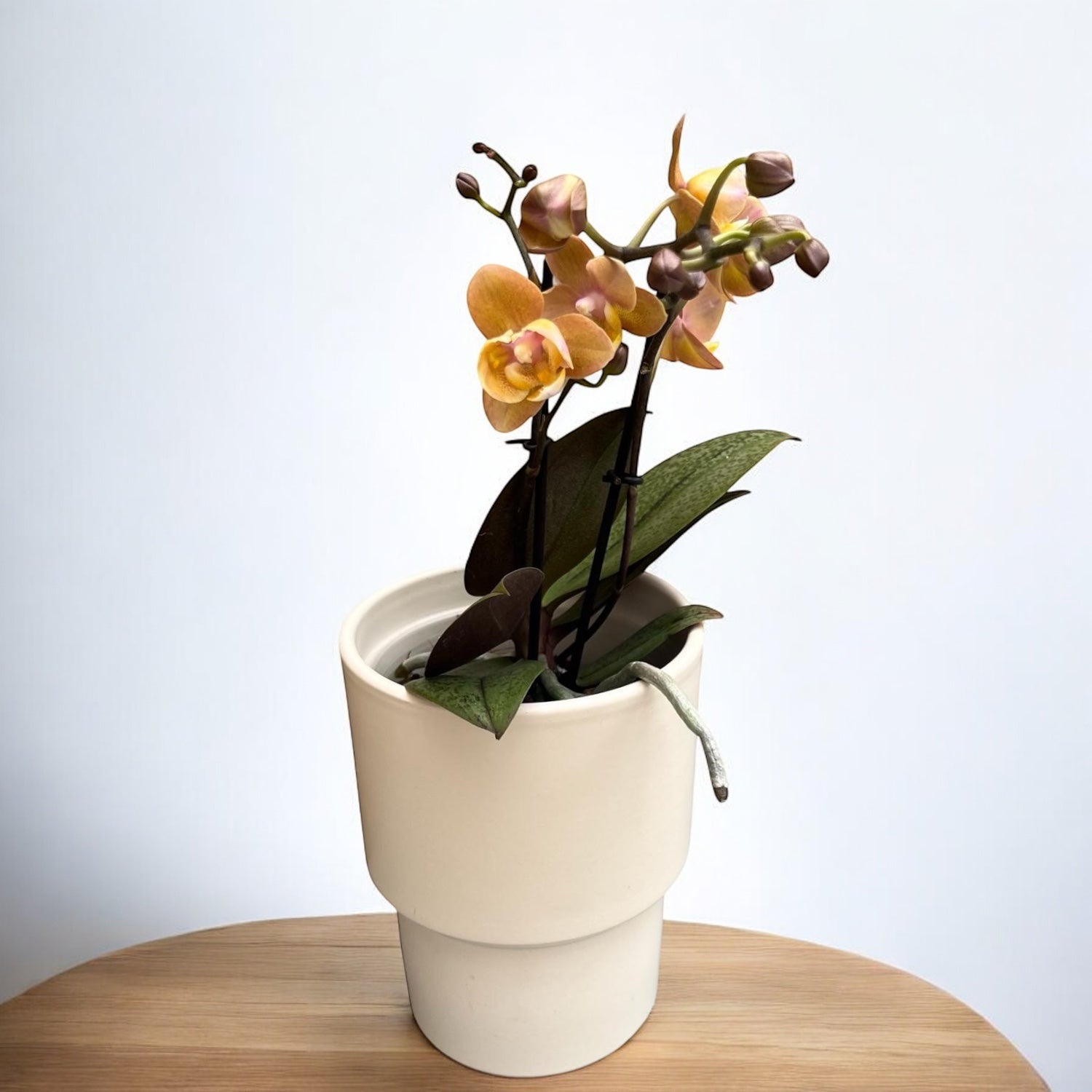 Phalaenopsis Scention - fiori profumati pelorici e normali (unico)