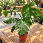 Monstera deliciosa 'Variegata' D15 - XL specimens