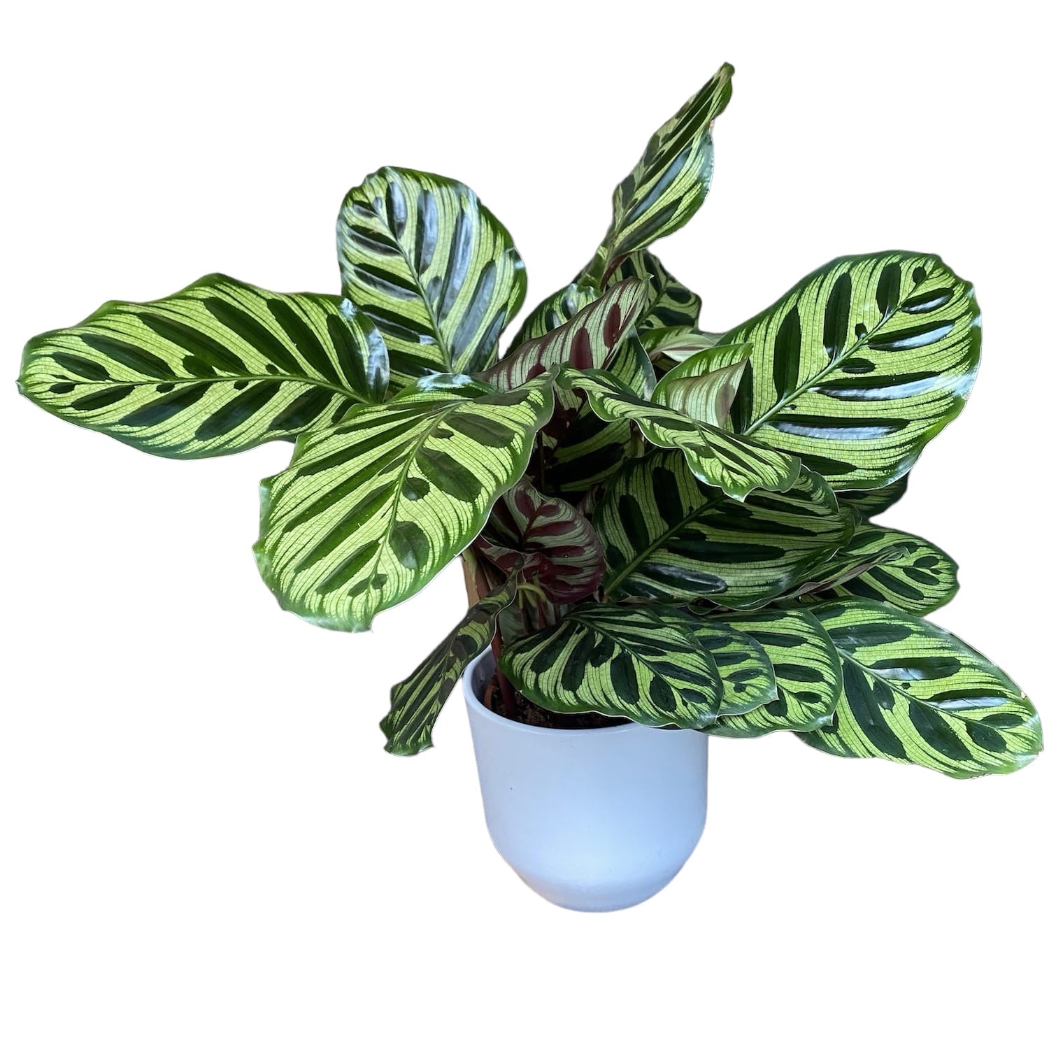 Calathea Makoyana, planta paun D14