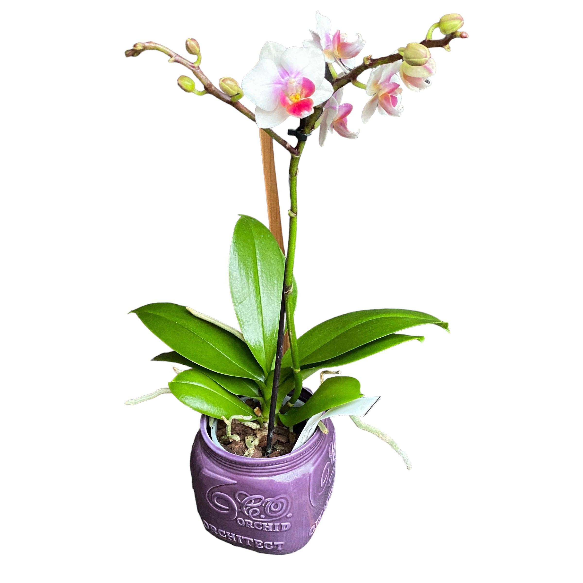 Vas decorativ din ceramica Orchitect Purple D9