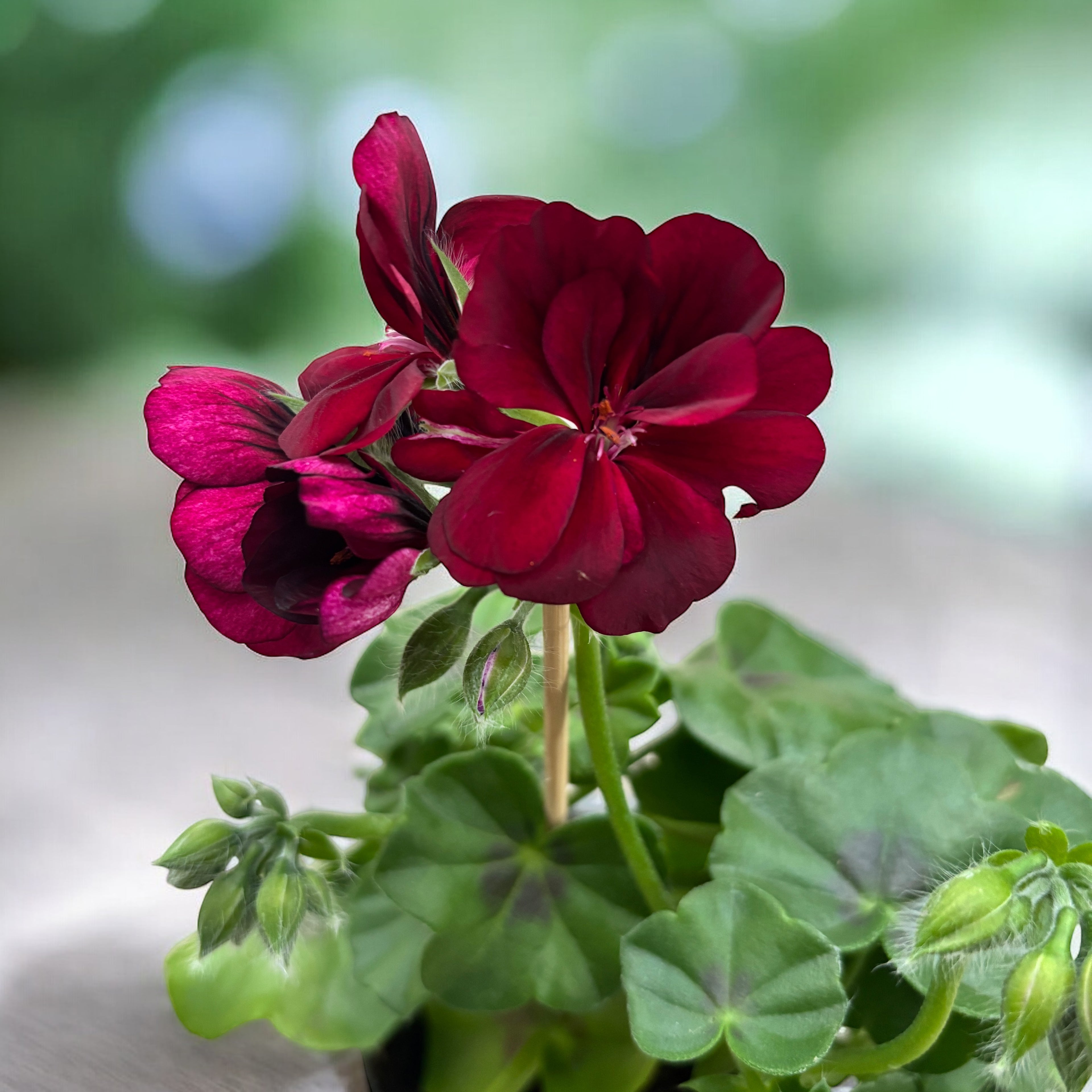 Pelargonium peltatum ‘Royal Night’ - muscate curgatoare cu flori duble