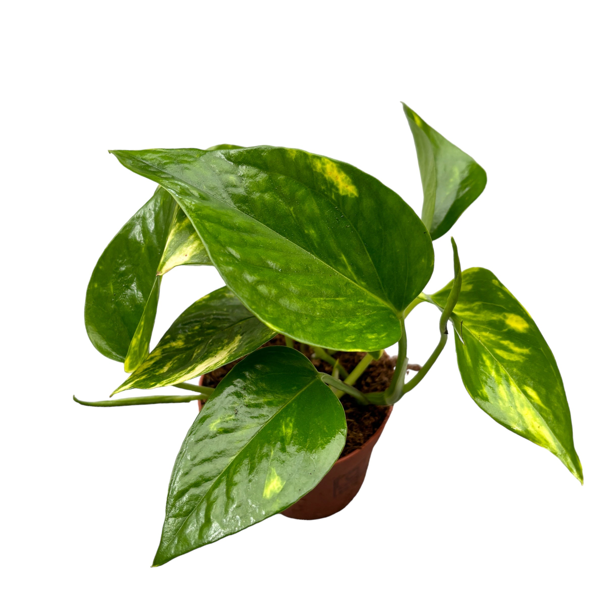 Epipremnum aureum 3pp D8