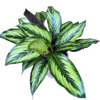 Calathea Beauty Star (Pinstripe)