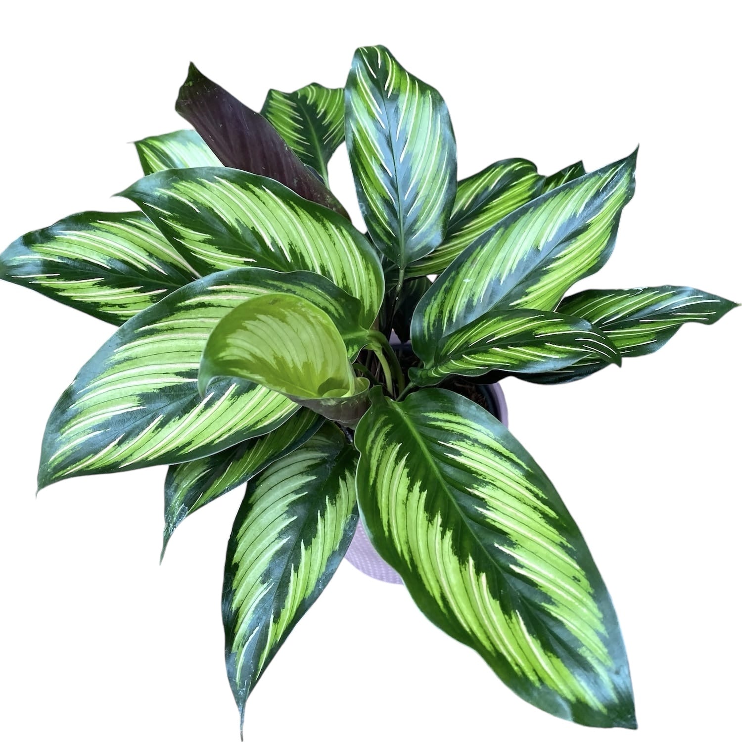 Calathea Beauty Star (Pinstripe)