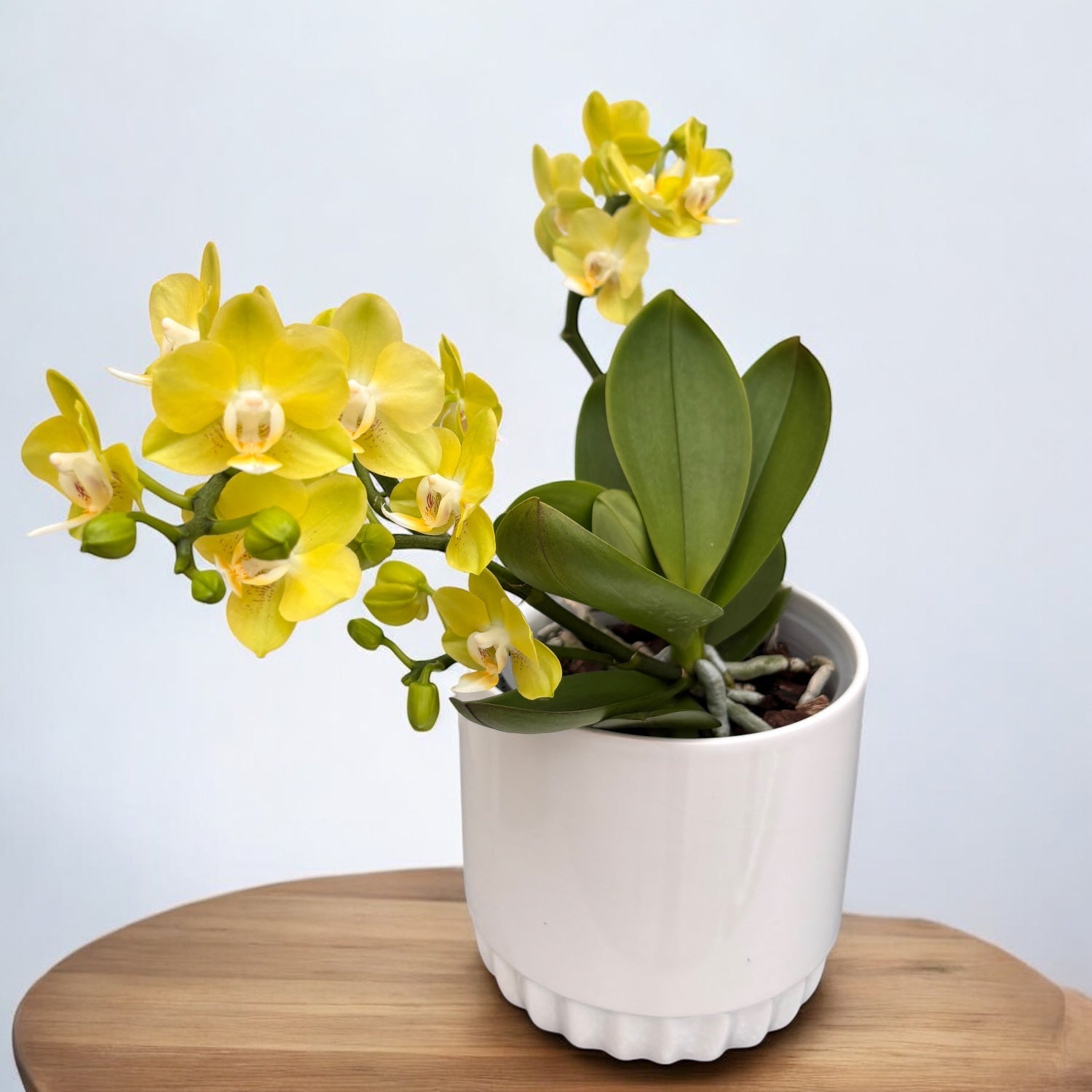 Phalaenopsis Table Lemon (Allura Songbird)