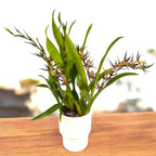 Oncidium (Cyrtocidium) Holm’s Wizard - #05 (flori intens parfumate) - exemplare dezvoltate