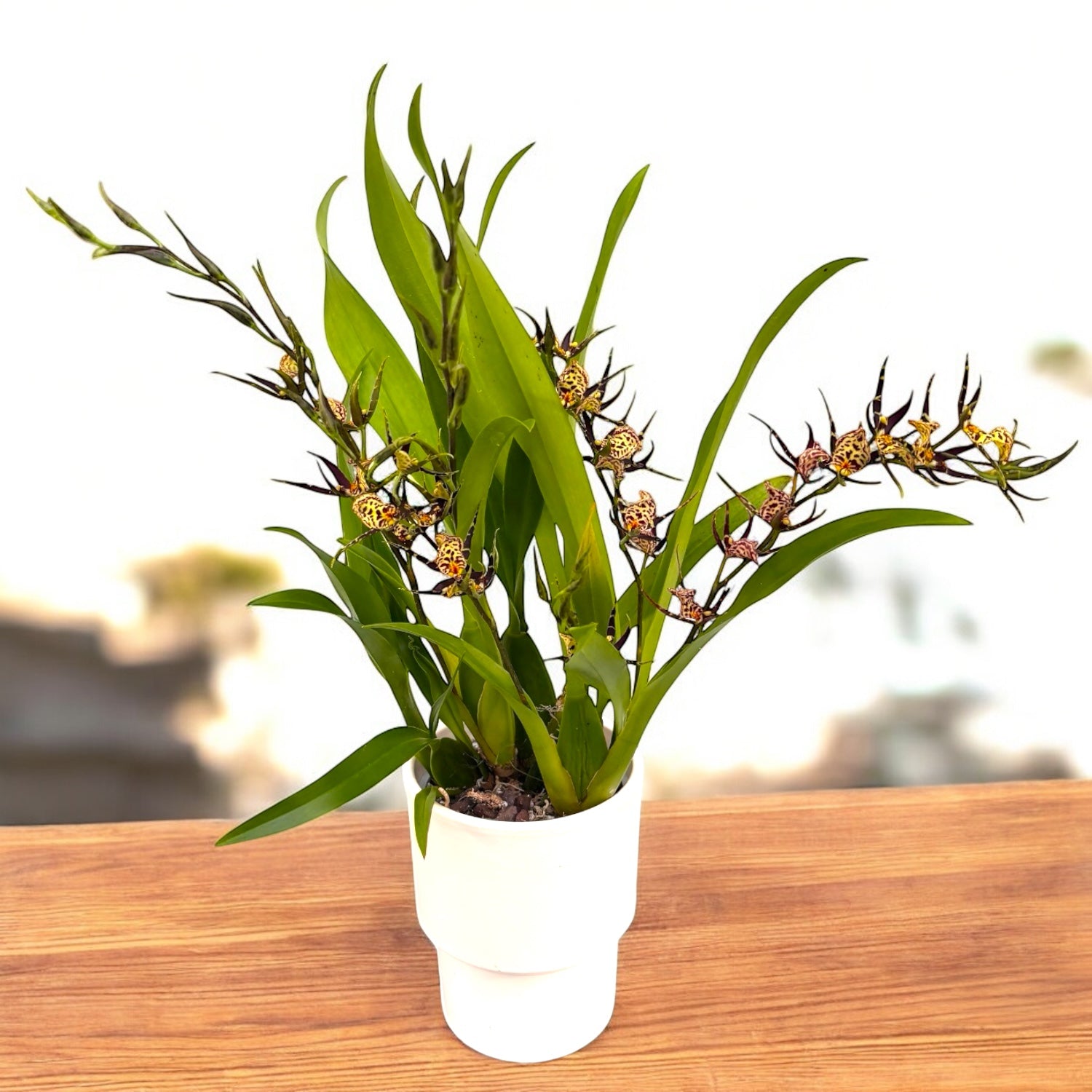 Oncidium (Cyrtocidium) Holm’s Wizard - #05 (fiori intensamente profumati) - esemplari sviluppati