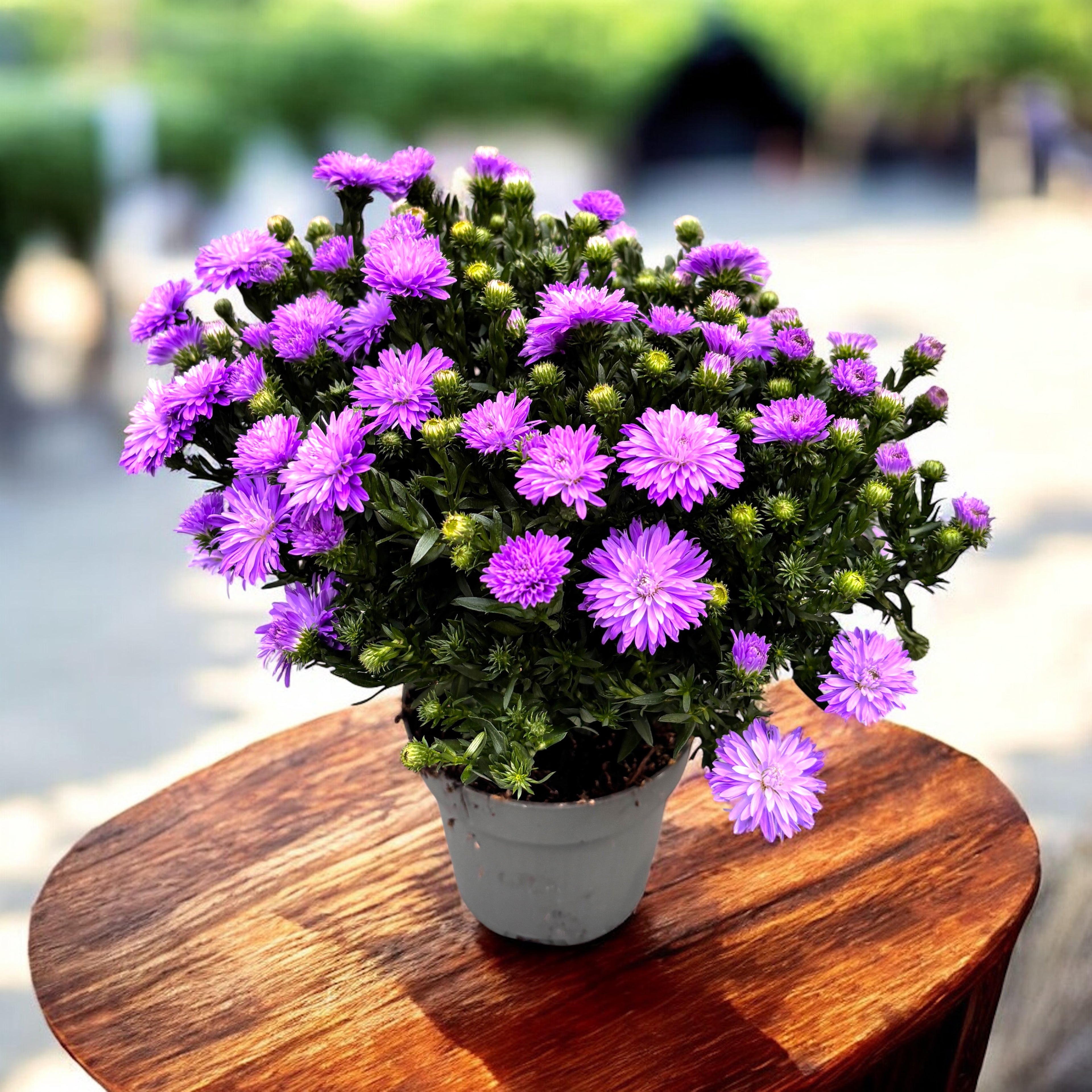 Aster dumosus (Grp) ‘Alpha Dark Purple’ - aster pitic cu inflorire bogata