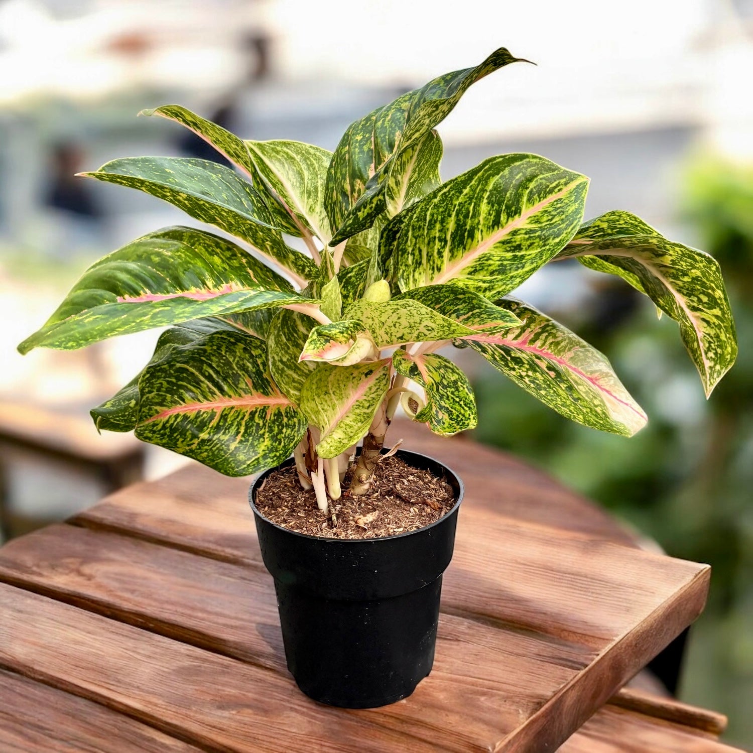 Aglaonema 'Melon Candy’ - exemplare XL