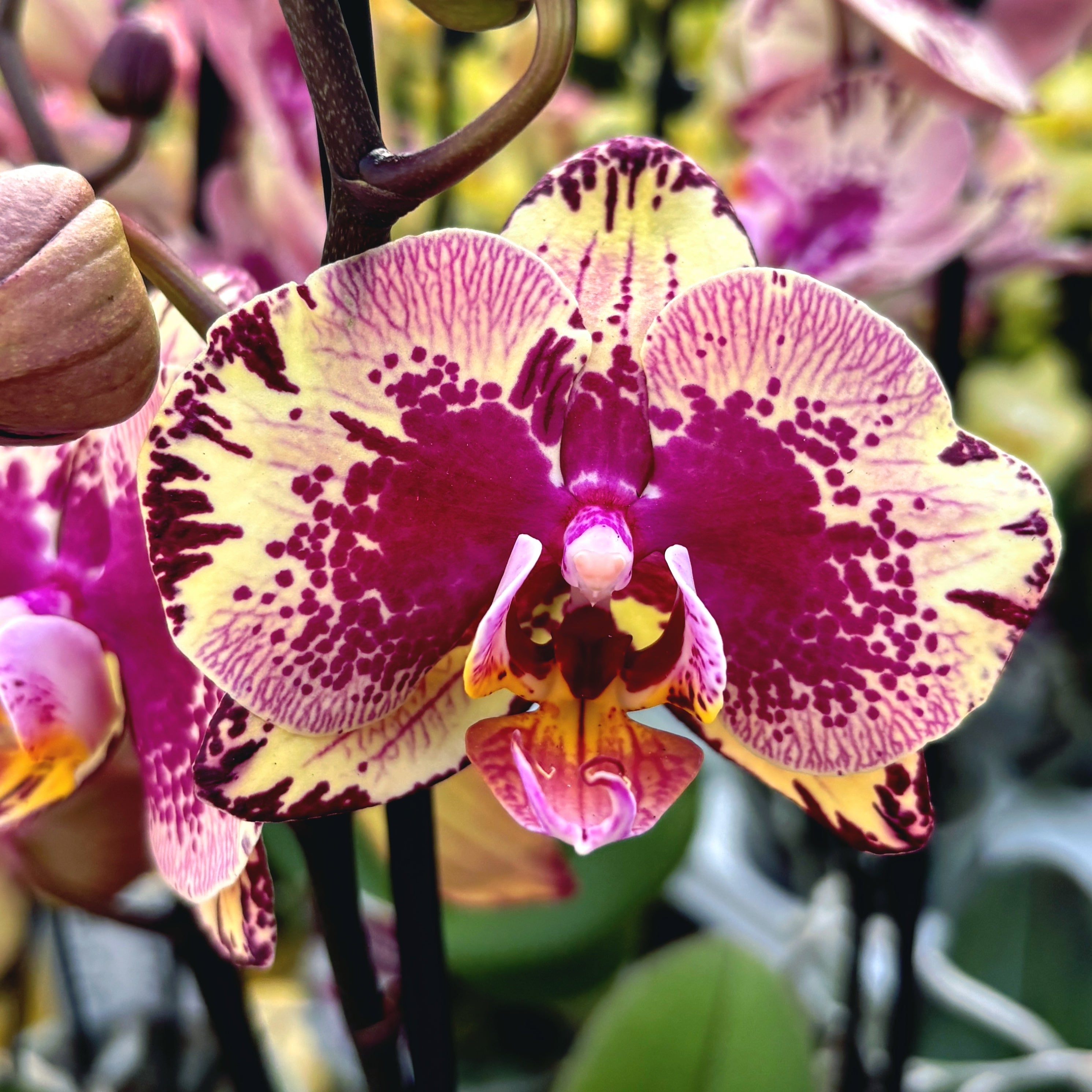 Phalaenopsis 'Limited #29’