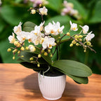 Phalaenopsis Soft Cloud – exemplare bogate, cu keiki format