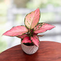 Aglaonema 'Pinky Promises' -  nuante tropicale de roz si verde
