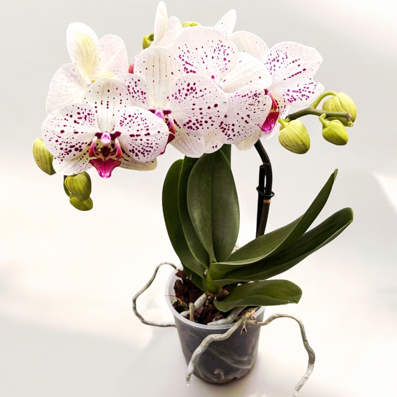 Phalaenopsis Goya (flori XL)