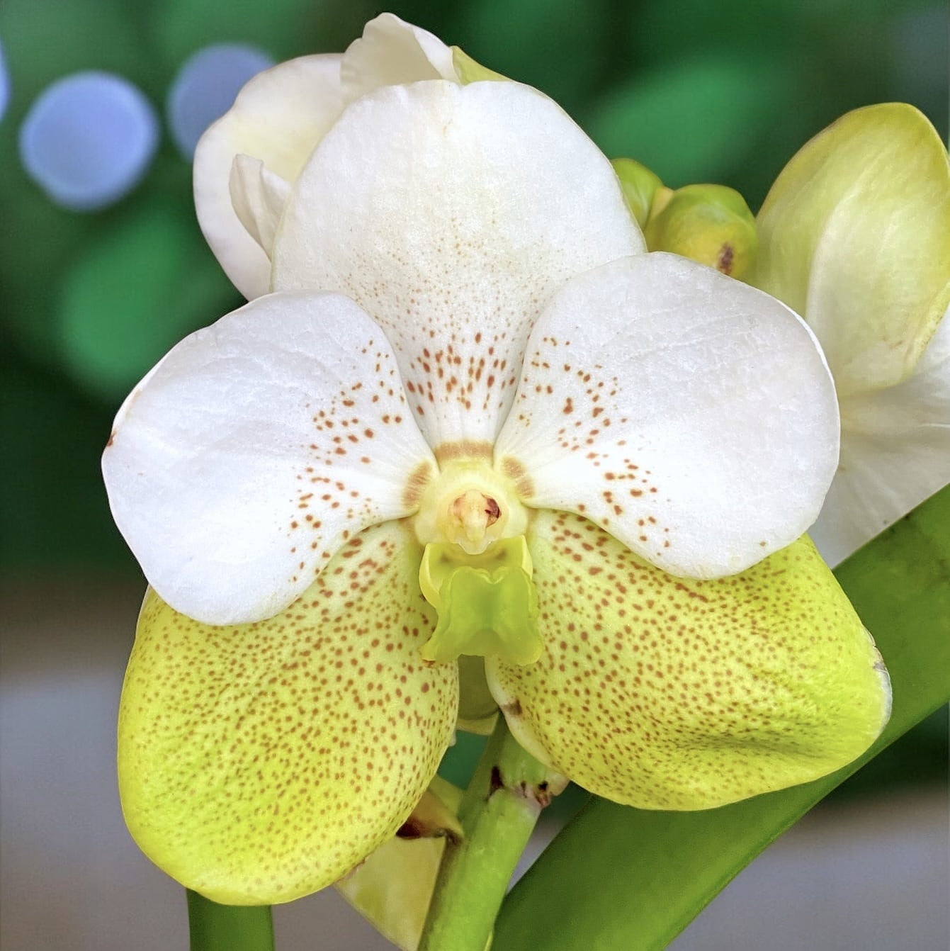Vanda Divana White Lemon (Ansu)