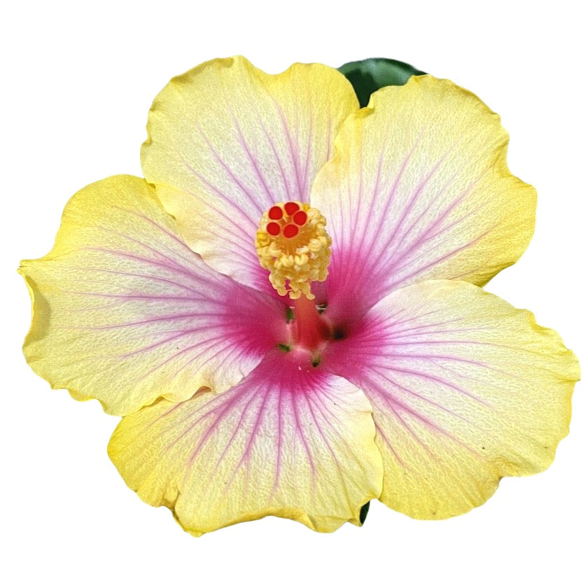 Hibiscus rosa-sinensis ‘Cocktail’ - trandafiri japonezi cu flori mari galbene-roz