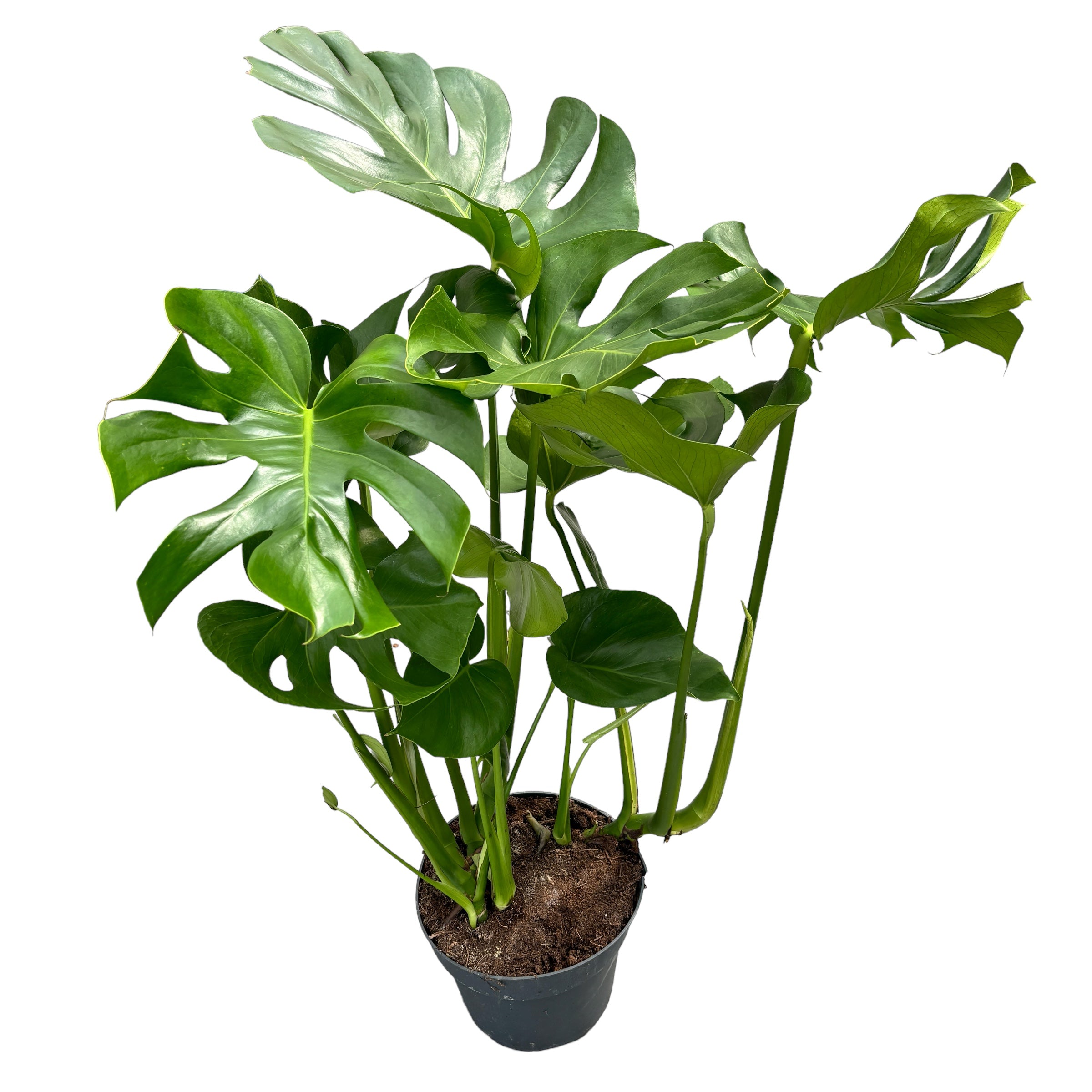 Monstera deliciosa (Swiss cheese plant) 3 plante/ghiveci - Exemplare XL