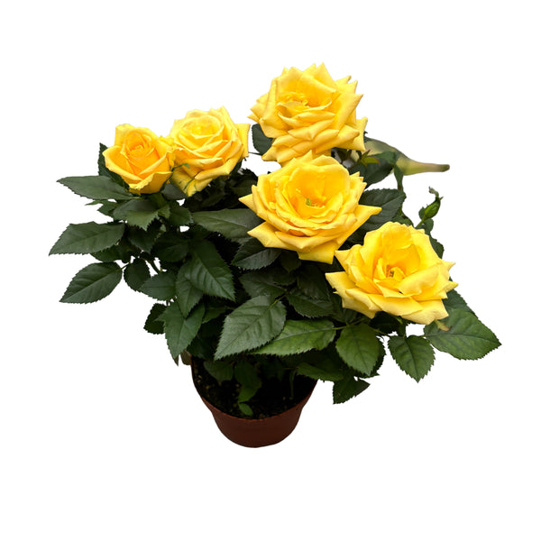 Rosa Favorite Yellow - large yellow flowers