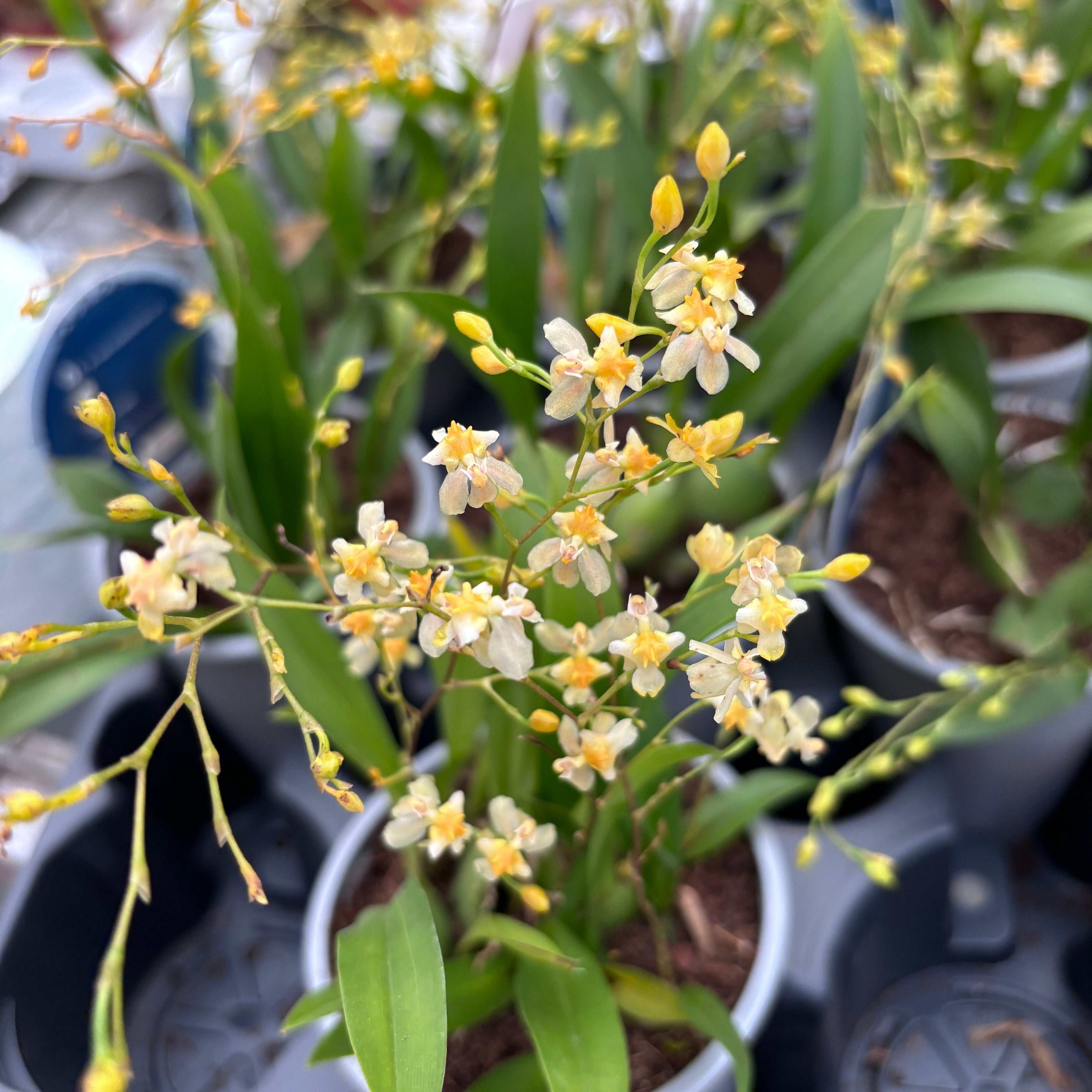 Oncidium Twinkle Cream - fiori intensamente profumati