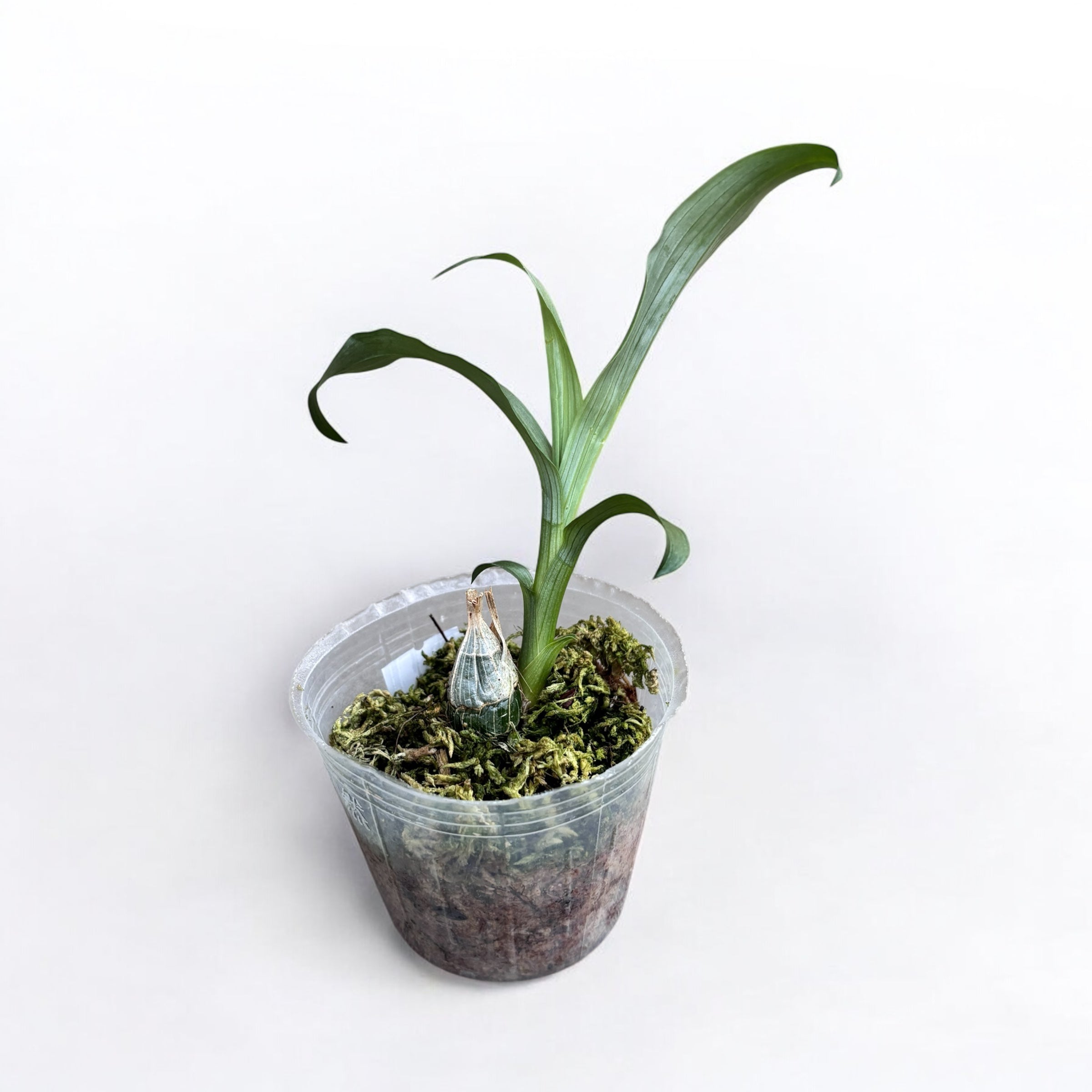 Clowesia Rebecca Northen 'Mikabi' - parfumata