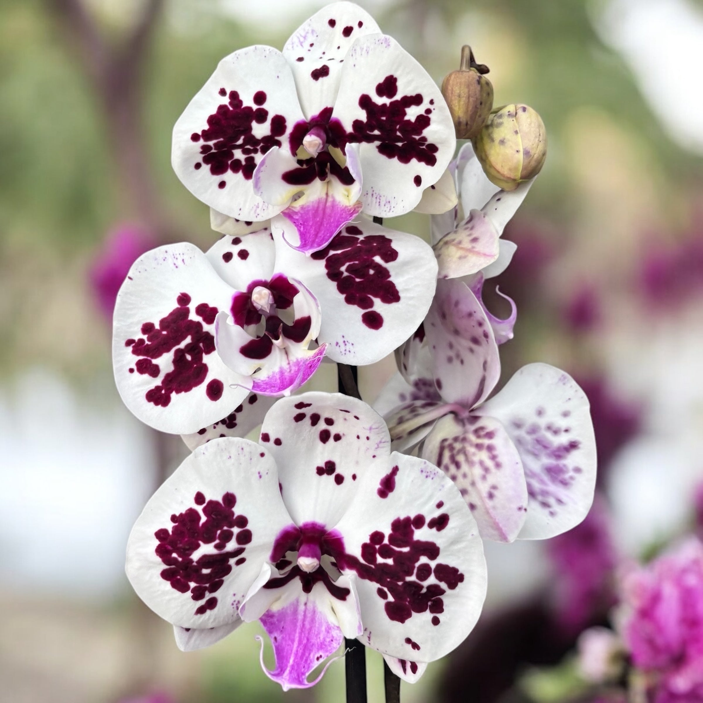 Phalaenopsis ‘Limited #107’ grande labbro