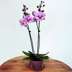 Phalaenopsis Naomi big lip
