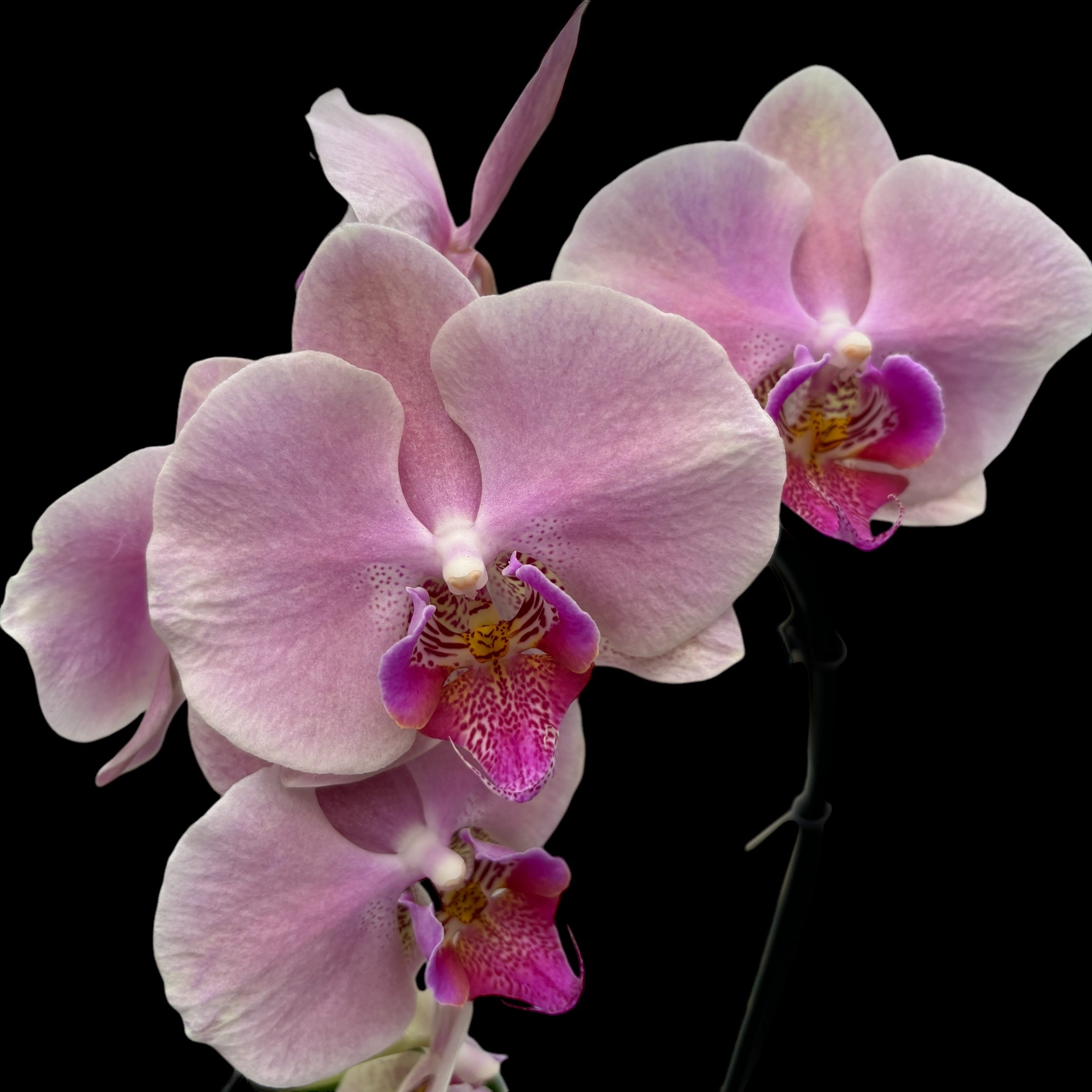 Phalaenopsis Perfect Peach