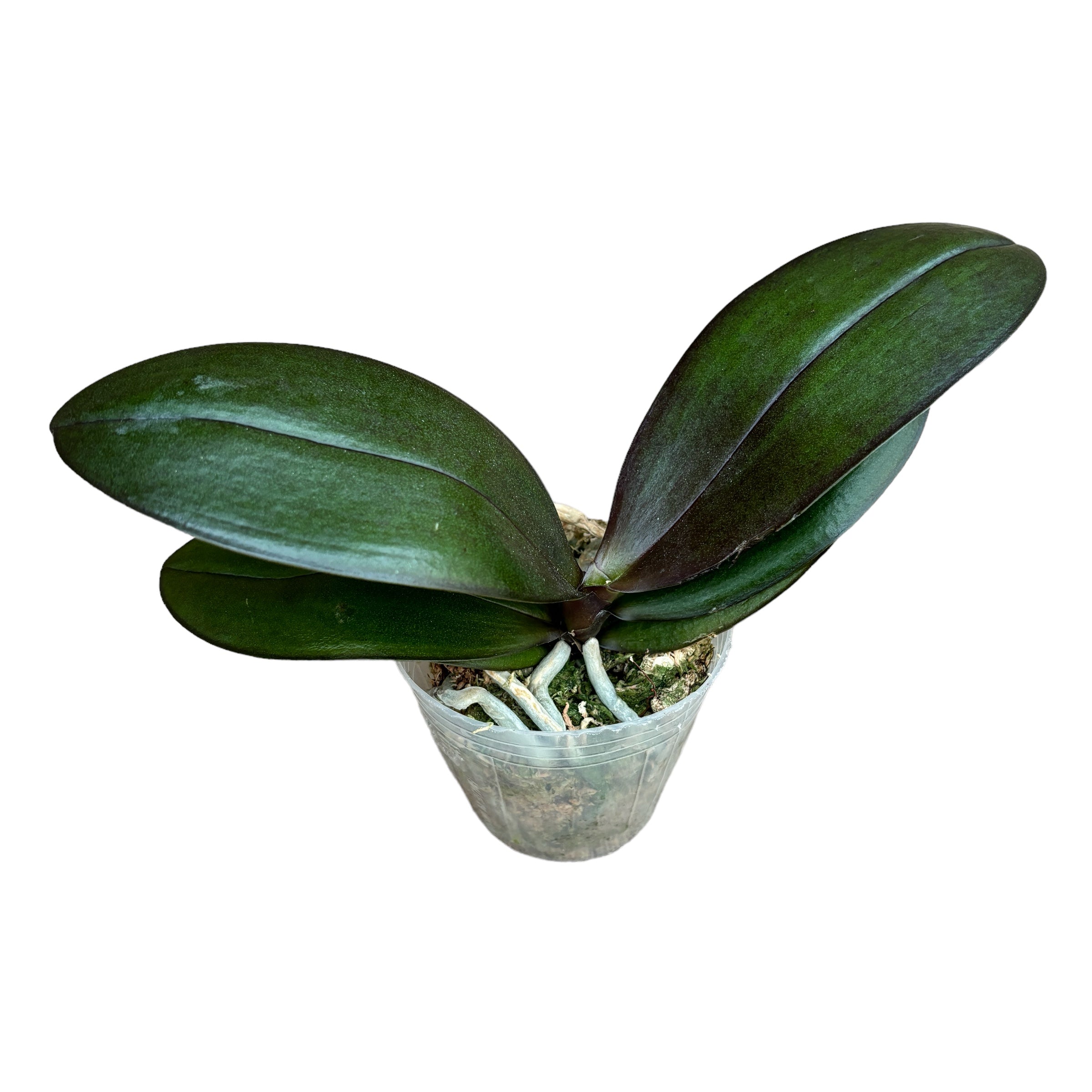 Phalaenopsis GC Reyoung Lava - parfumat