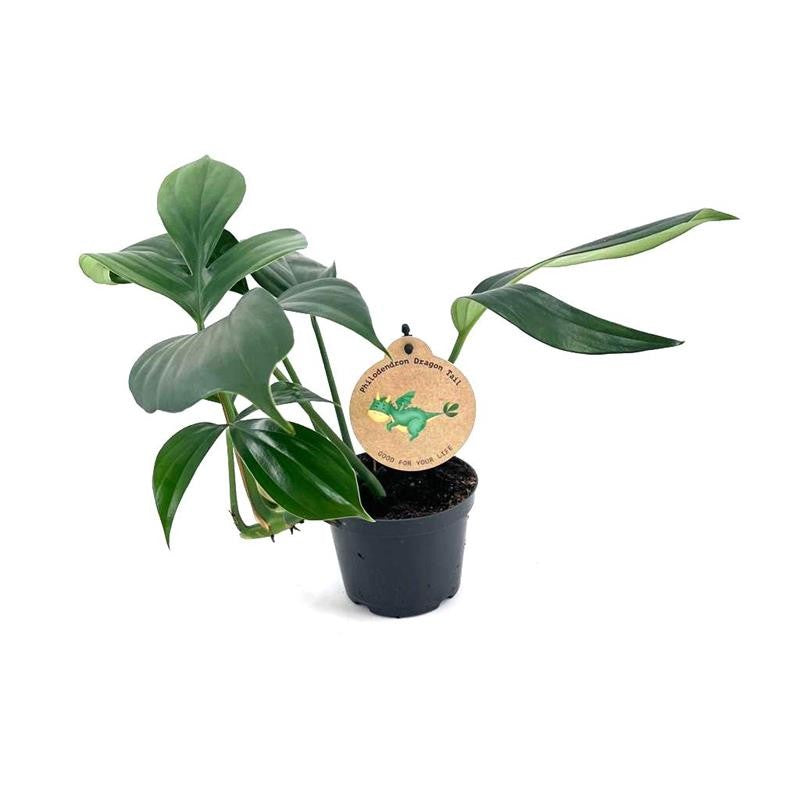 philodendron kylin tail Rhaphidophora decursiva (Philodendron Kylin Tail) D12 – Secret Garden Plant Shop