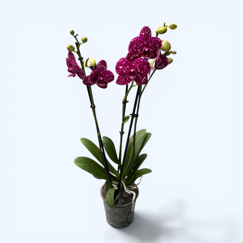 Phalaenopsis Lioulin Wild Cat 'Black' D12