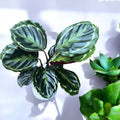 Calathea Medallion - planta paun