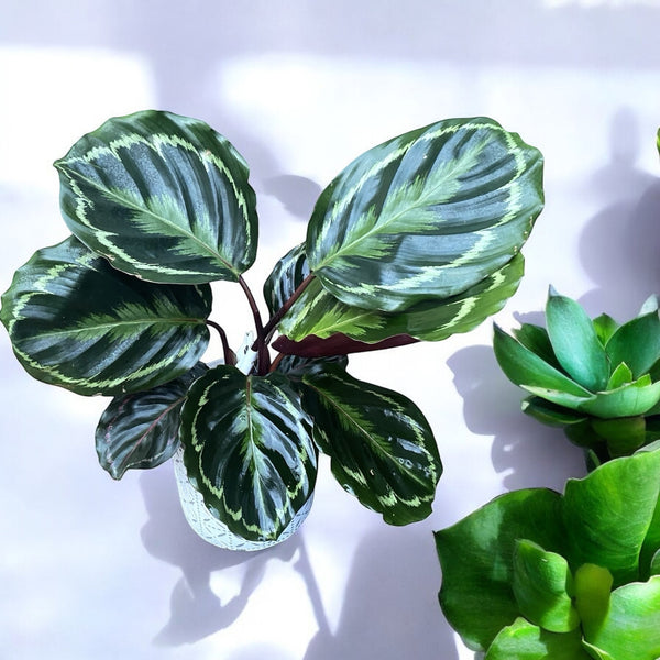 Calathea-Medaillon - Pfauenpflanze