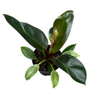 Philodendron Birkin (mutatie)