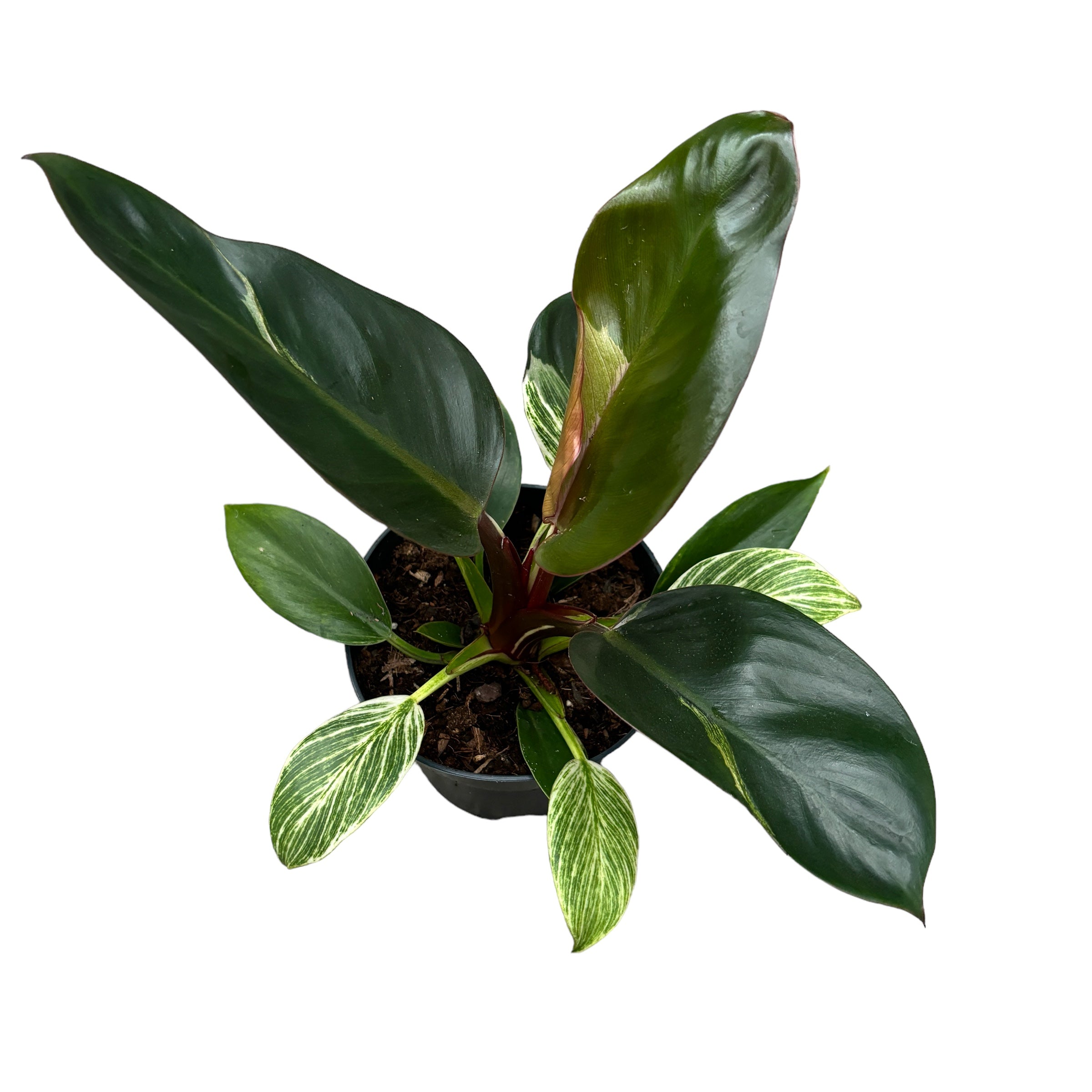 Philodendron Birkin (mutatie)