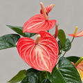 Anthurium Livium Orange – anthurium élégant avec des fleurs orange intenses et un aspect moderne