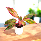 Aglaonema Crete (Siam Aurora, Jungle Red)