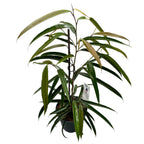 Ficus binnendijkii 'Alii'