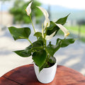 Anthurium ‘Banderola Cava White’ -  planta exotica cu flori albe cerate