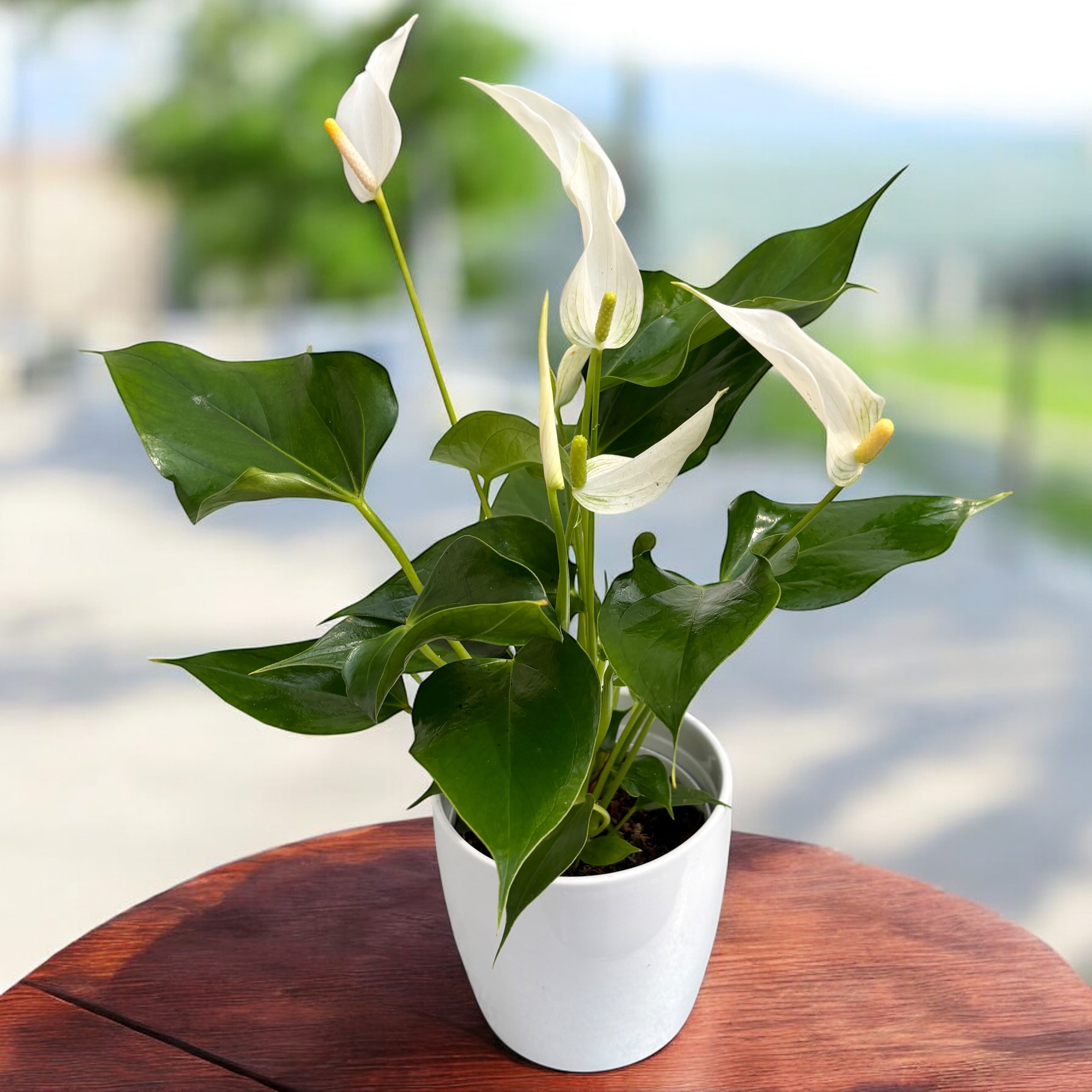 Anthurium ‘Banderola Cava White’ -  planta exotica cu flori albe cerate