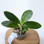 Phalaenopsis tetraspis 'Doodle'