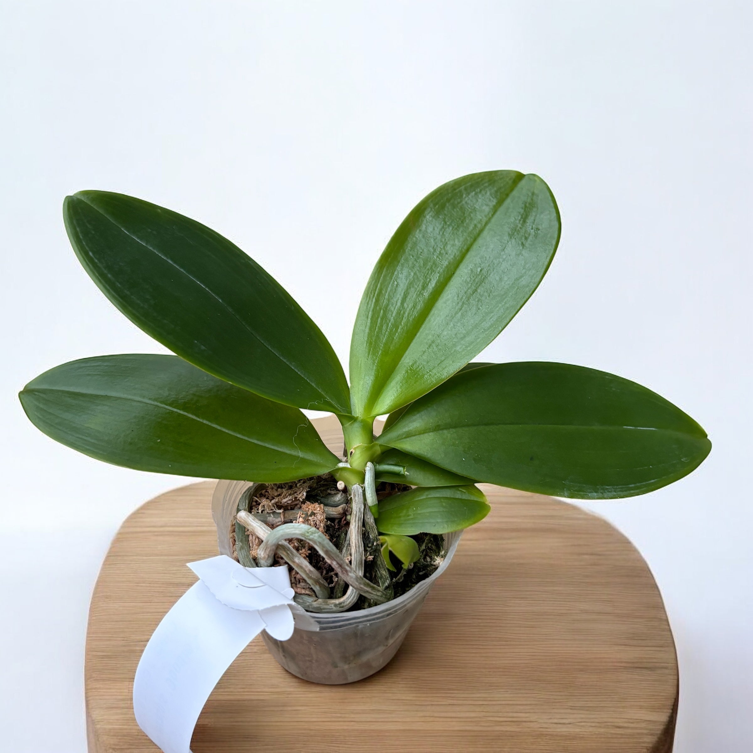 Phalaenopsis tetraspis 'Doodle'